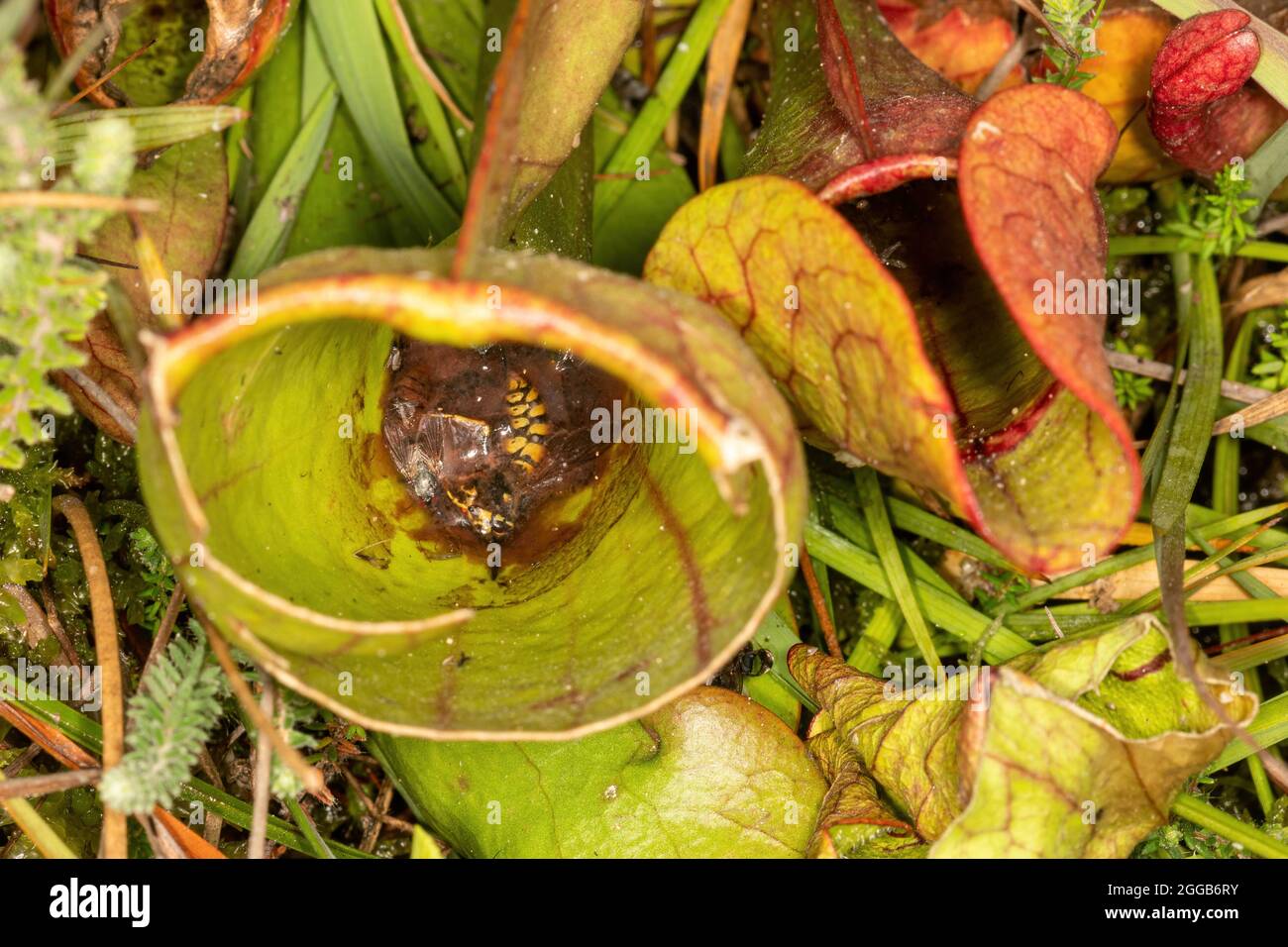 Avispa muerta y otros insectos atrapados y ahogados dentro de una planta lanzadora, una planta carnívora, en un pantano, Reino Unido Foto de stock