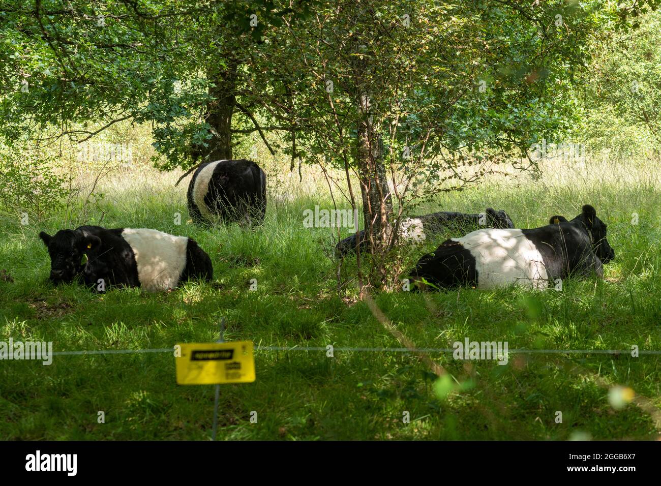 Ganado galloway Belted pastoreo en una reserva natural para controlar el crecimiento de matorrales detrás de una valla eléctrica, la gestión del hábitat de vida silvestre en el Reino Unido Foto de stock