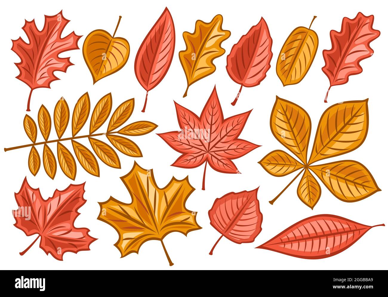 Conjunto vectorial de hojas otoñales, colección de lotes de ilustraciones  cortadas de la temporada de otoño de hoja seca para herbario, grupo de  dibujos animados de diseño rowan sprig y el hombre