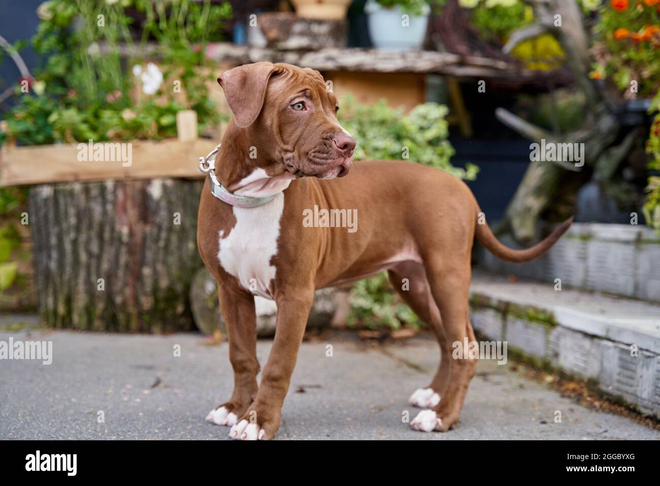 Pitbull Marron Fotos E Imagenes De Stock Alamy