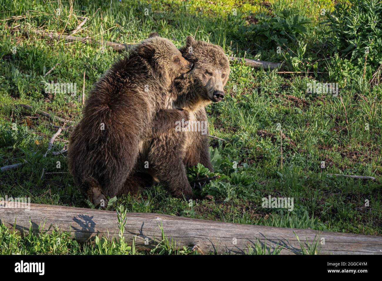 Oso Grizzly Foto de stock