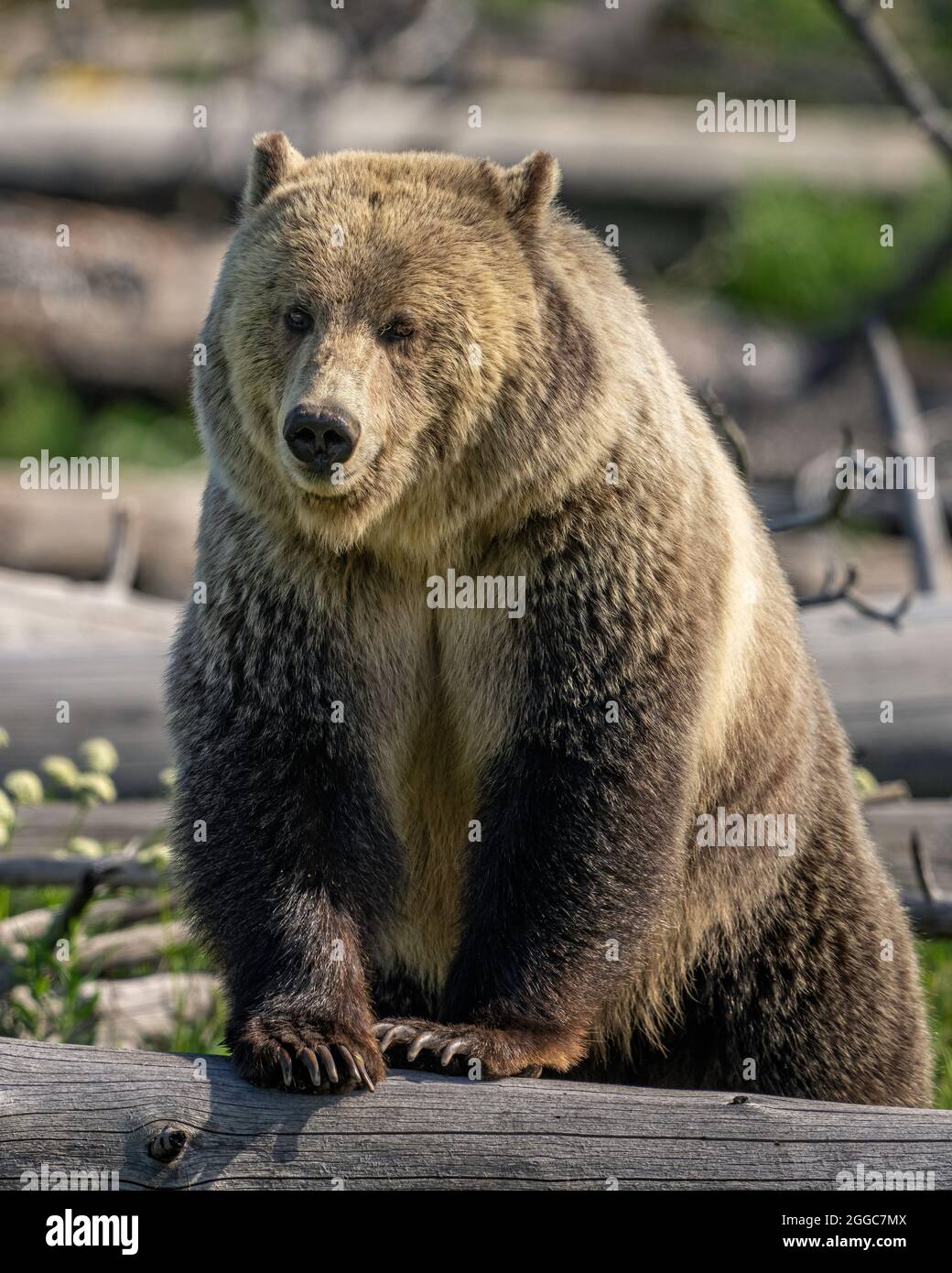 Oso Grizzly Foto de stock