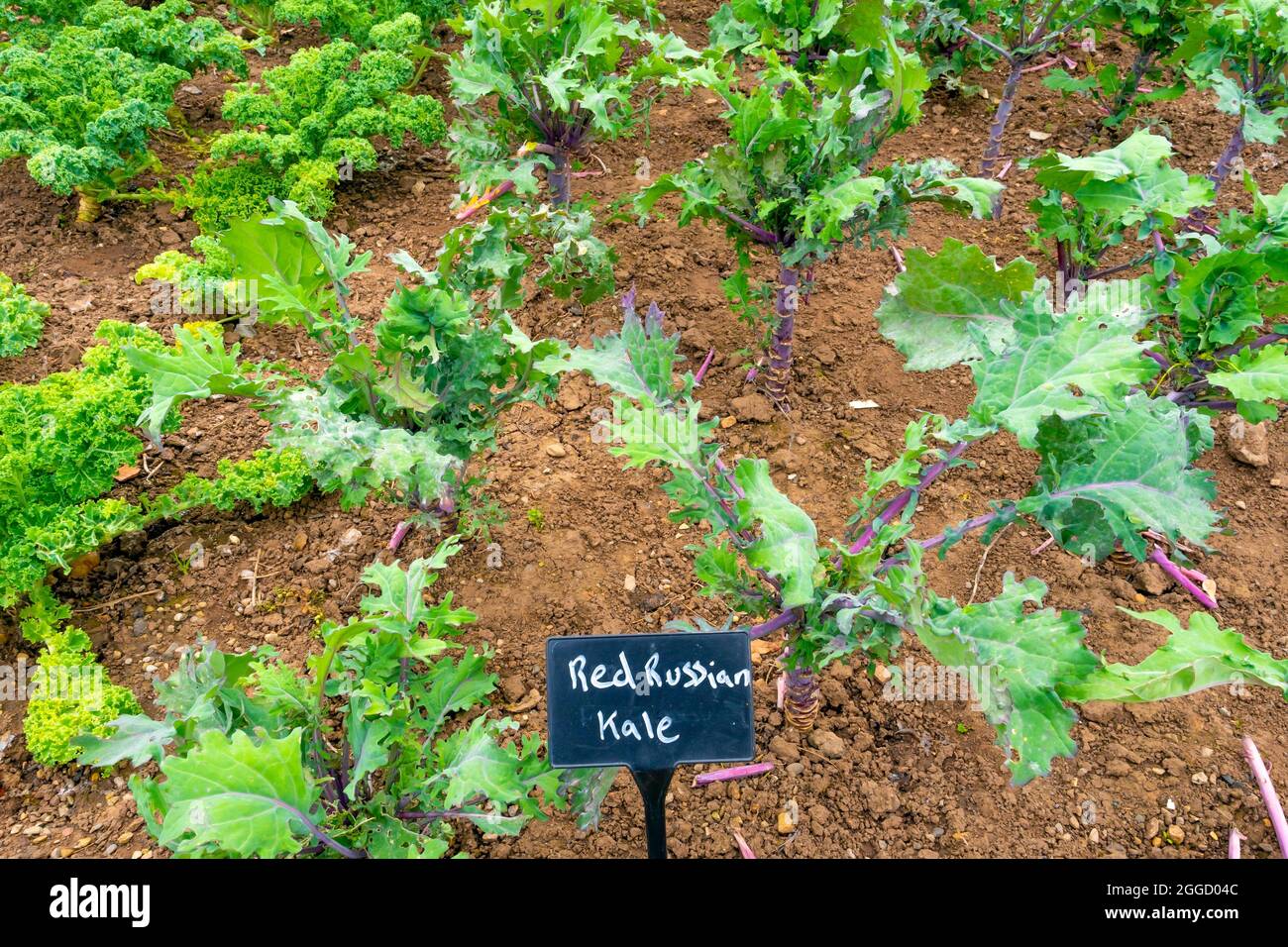 Red Russian Kale Creciendo en el jardín comestible en el jardín amurallado Rose Garden Wynyard Hall Tees Valley Inglaterra Reino Unido Foto de stock