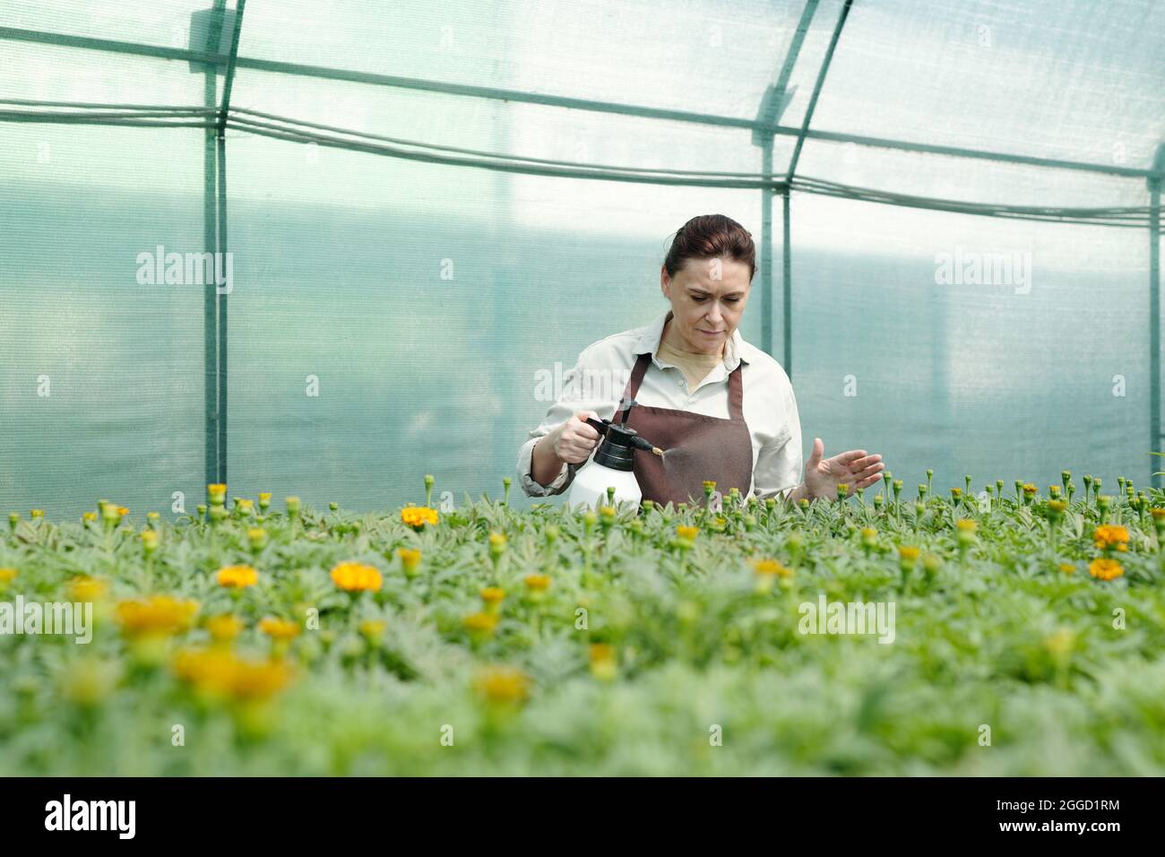 Una mujer madura en las flores de pulverización de ropa de trabajo que  crecen en una gran casa de campo Fotografía de stock - Alamy