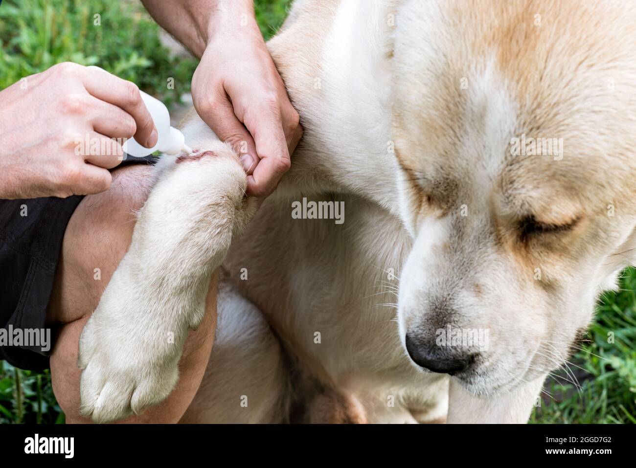 El veterinario trata la herida en la pata del perro. Los perros de tratamiento tienen el veterinario al aire libre. Foto de stock
