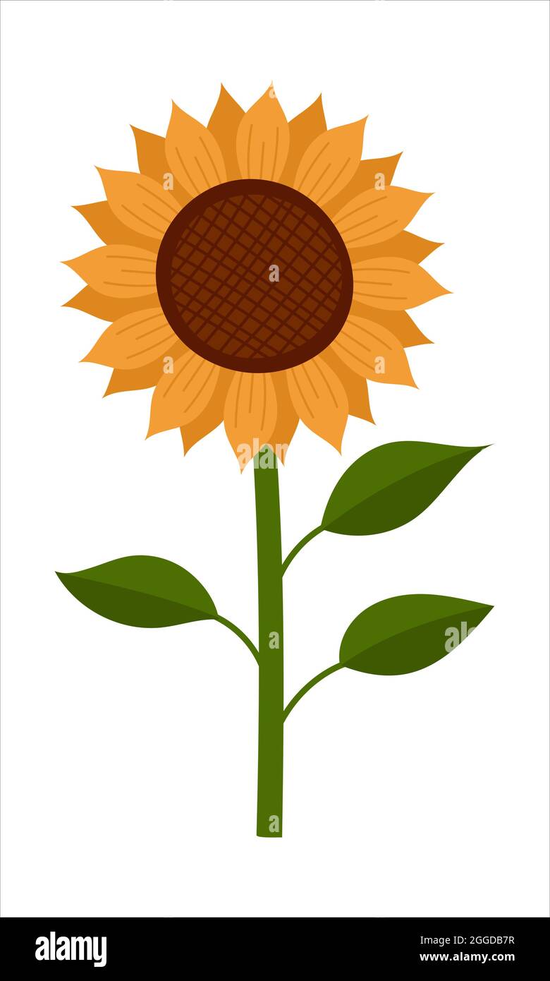 Girasol, ilustración de vector plano aislado Imagen Vector de stock - Alamy