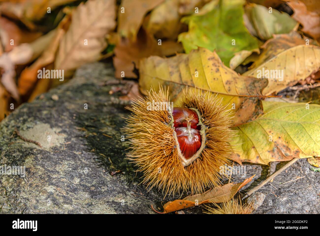 Abra Chestnuts tumbado en el suelo en una granja en Ticino, Suiza Foto de stock