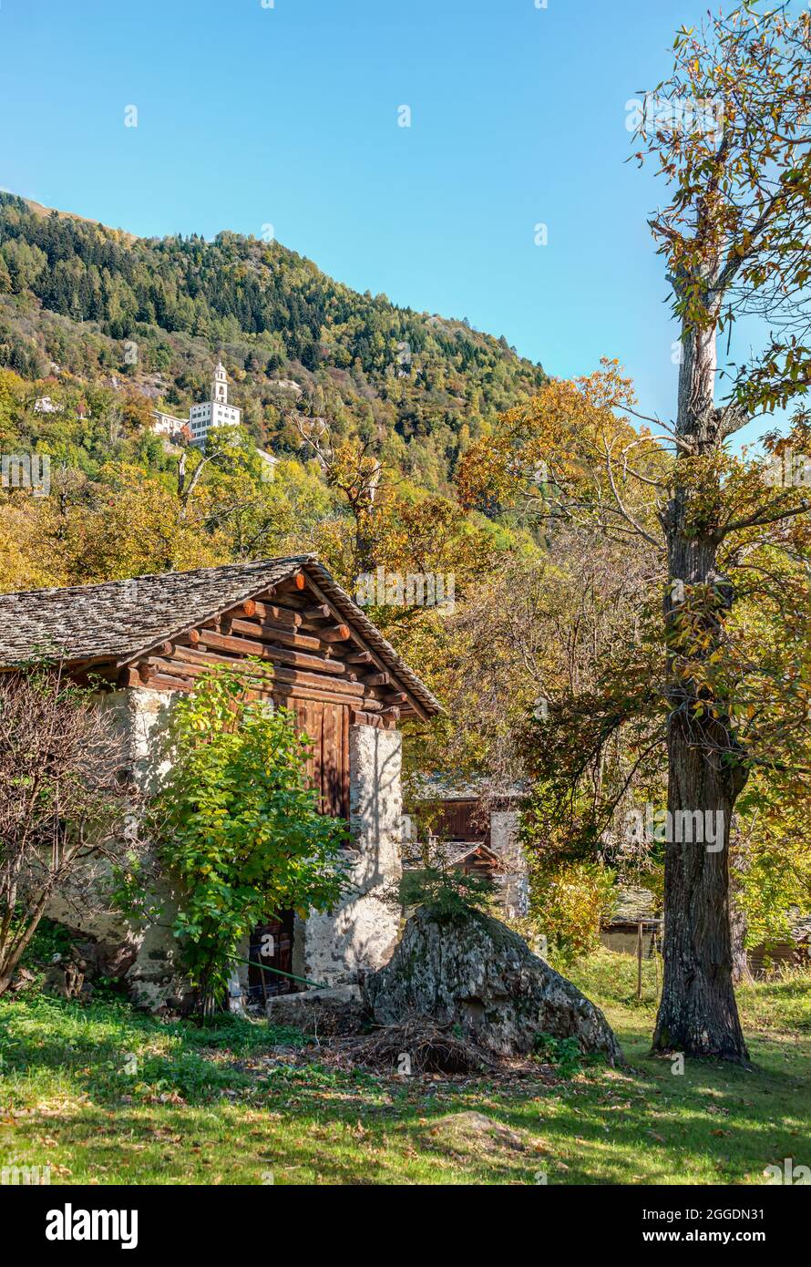Antiguo bosque de castañas en el valle de Bregaglia cerca de Soglio en colores otoñales, Grisons, Suiza Foto de stock