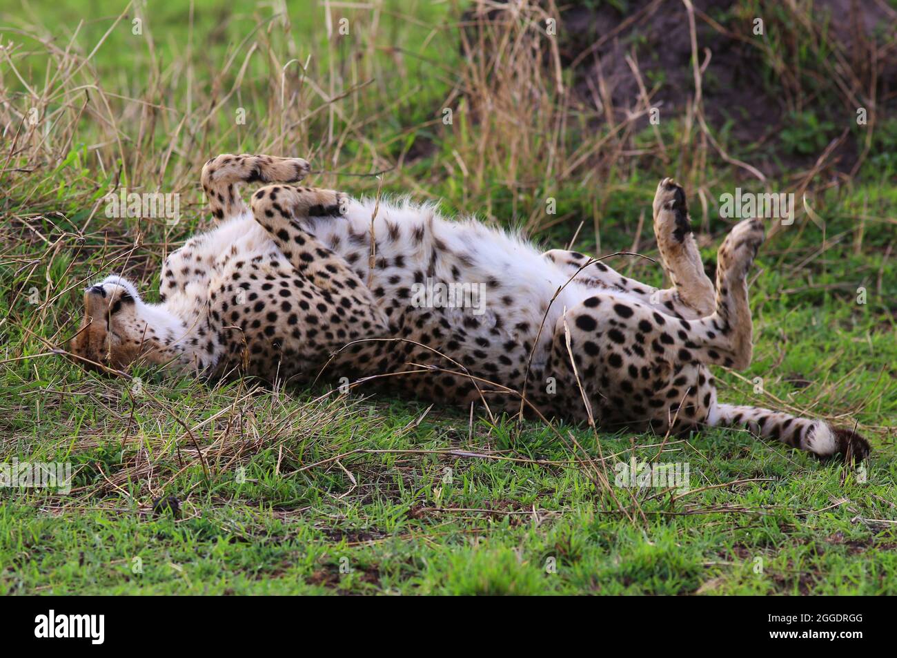 Bedroht, gefährlich, Geparde sind schöne Raubkatzen oder Großkatzen und die schnellsten Landtiere der Welt.. Afrika, Serengeti, Tansania, Kenia, Foto de stock