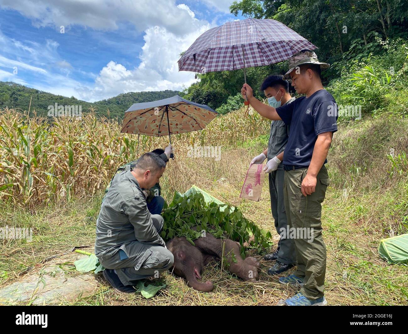 (210831) -- KUNMING, 31 de agosto de 2021 (Xinhua) -- Los reanimadores sostienen paraguas para proteger del sol al bebé elefante enfermo en la prefectura autónoma de Xishuangbanna Dai, provincia de Yunnan, al suroeste de China, 29 de agosto de 2021. Un elefante recién nacido en Xishuangbanna fue abandonado por su rebaño sólo seis días después de su nacimiento debido a enfermedades graves, incluyendo la supuración del cordón umbilical. Las autoridades locales han llevado a cabo un tratamiento de emergencia para el bebé elefante enfermo. El médico que está a cargo de su tratamiento dijo el martes que el bebé elefante se había recuperado de su fiebre, y su enfermedad y mental Foto de stock