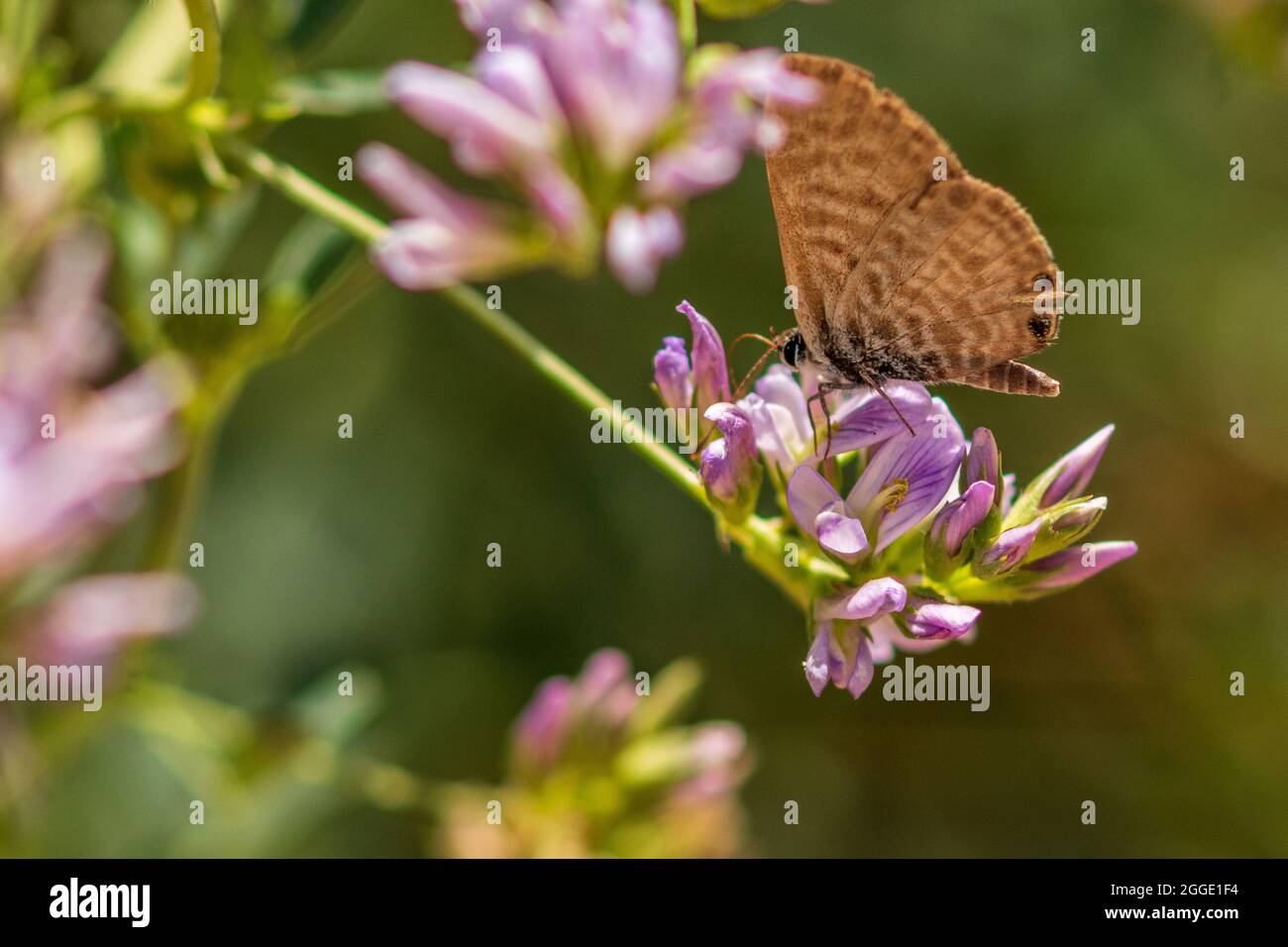 Leptotes pirithous, Mariposa Azul de Cola Corta de los Estados Foto de stock