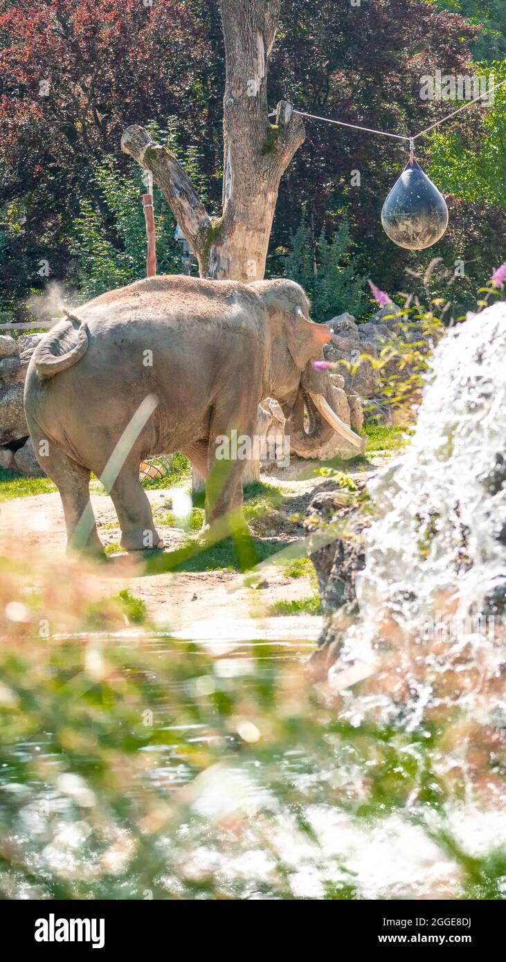 un elefante en el zoológico Foto de stock