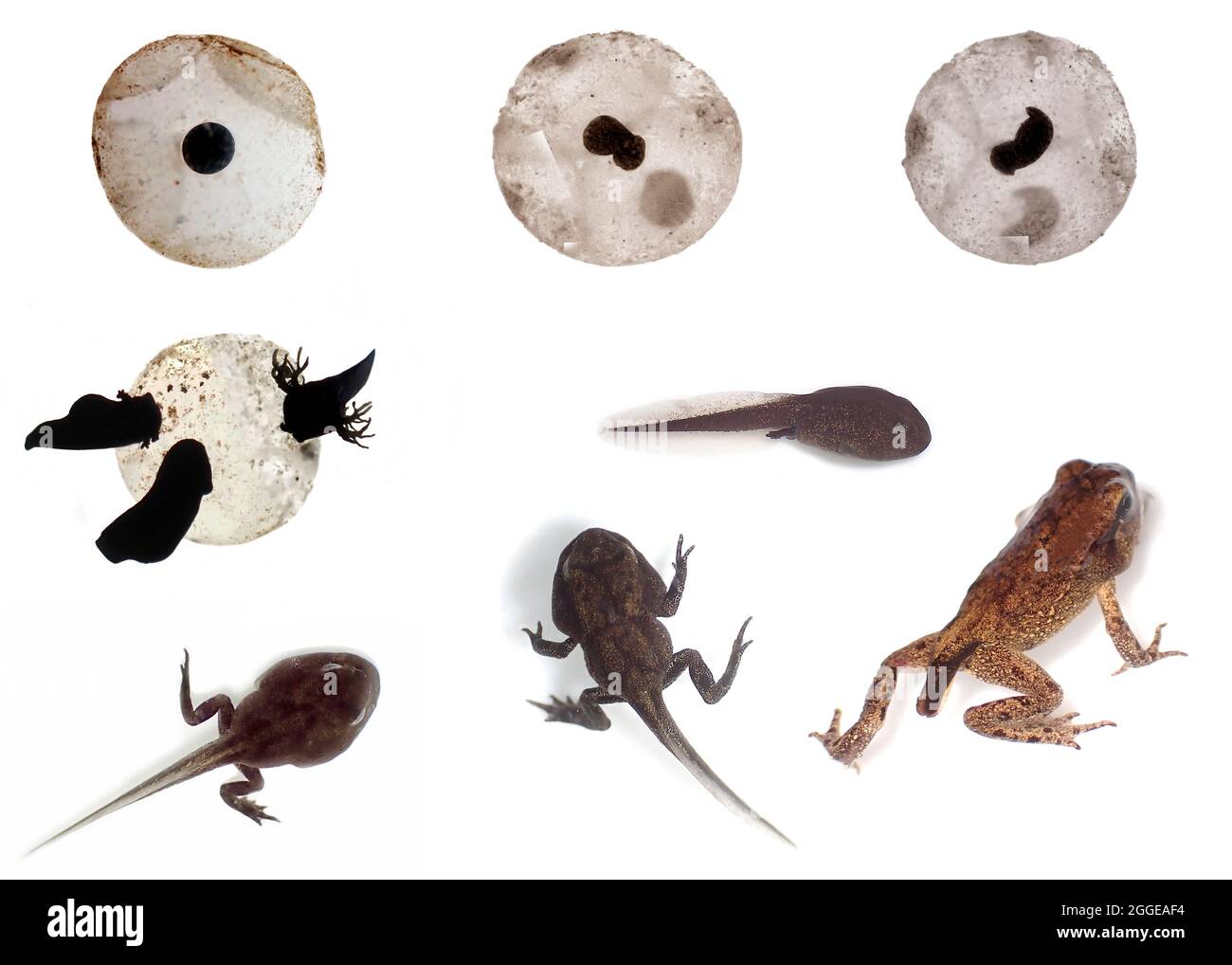 rana-comun-rana-temporaria-desarrollo-completo-de-huevo-de-rana-embrion-a-tadpolo-larva-a-rana-adulta-metamorfosis-transformacion-2ggeaf4.jpg