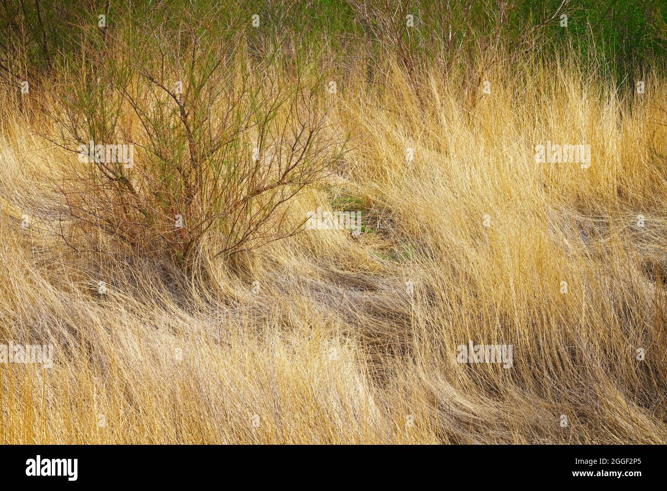 Ondulando hierba a lo largo de la carretera al Parque Nacional Canyonlands en Utah Foto de stock