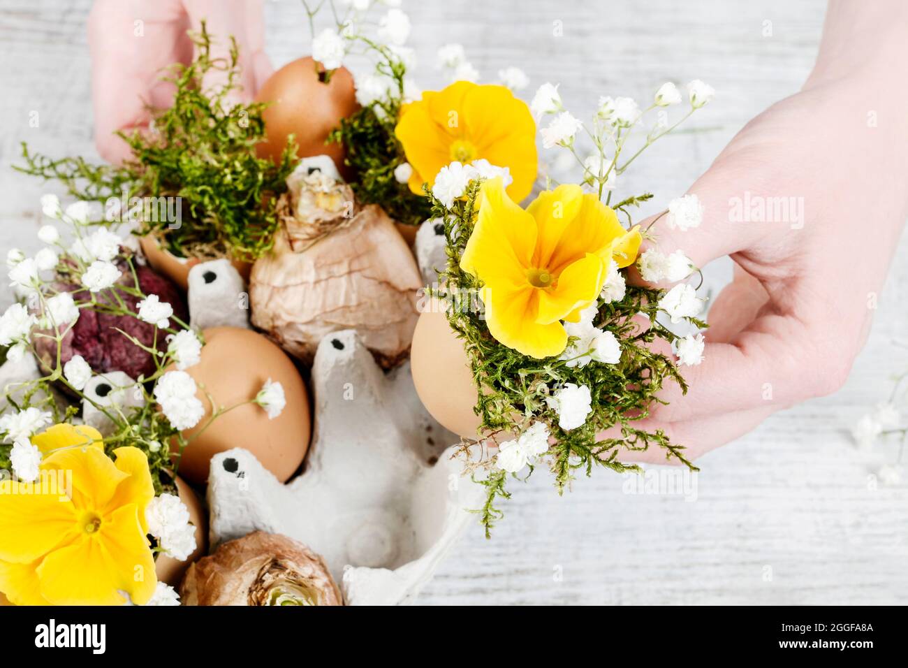 Floristería en el trabajo: Cómo hacer un arreglo floral simple de pascua  con una caja de huevo de papel común, flores de primula, ramitas de yeso  paniculata y musgo. Paso Fotografía de