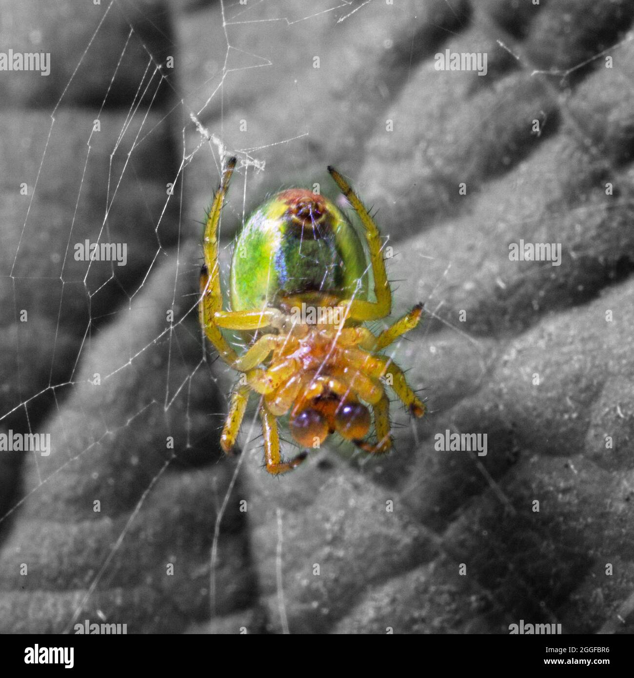 Araña de pepino en Web Foto de stock