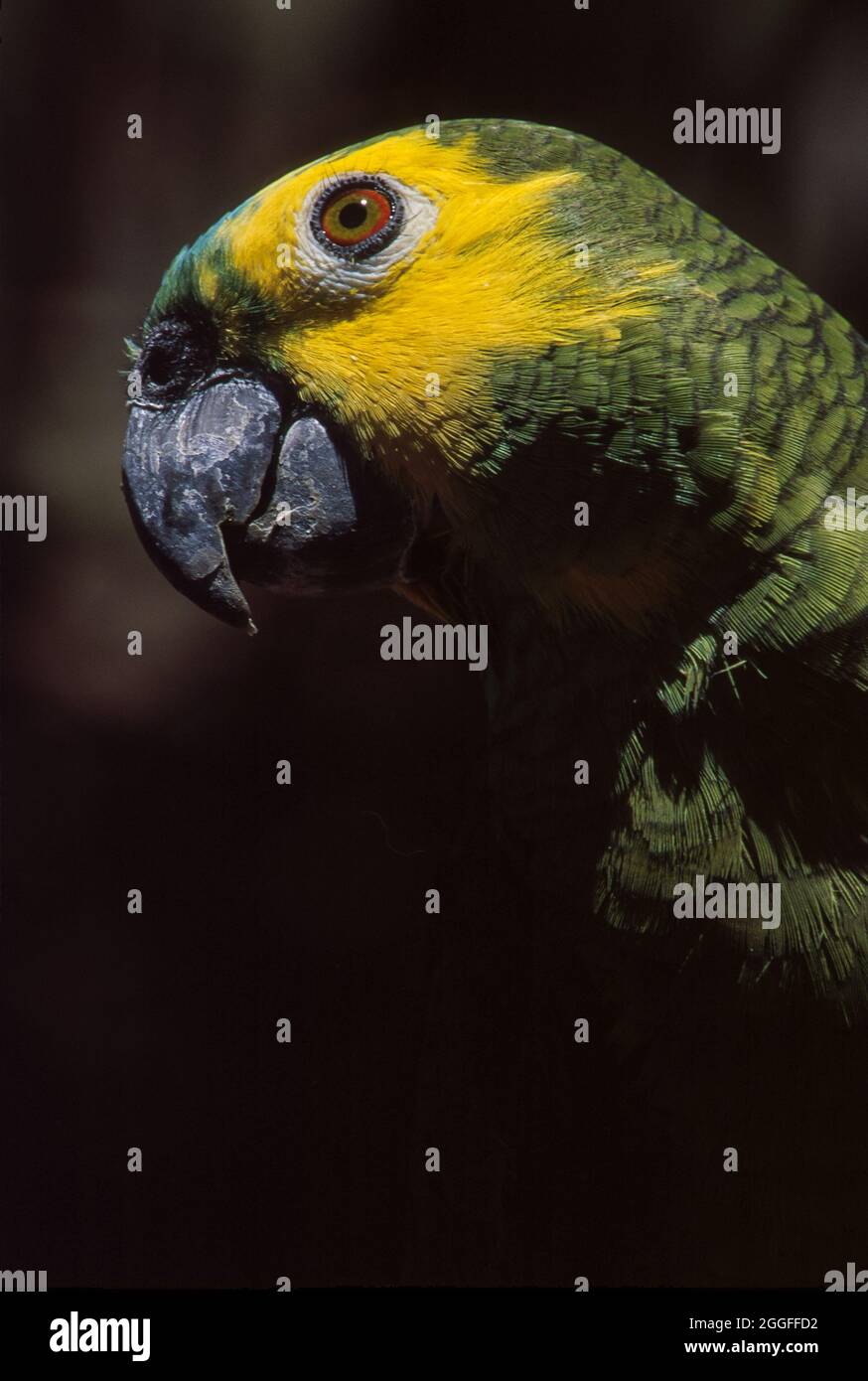 amazona aestiva , en portugués ( Papagaio verdadeiro ), especie sudamericana de loro amazónico. Foto de stock