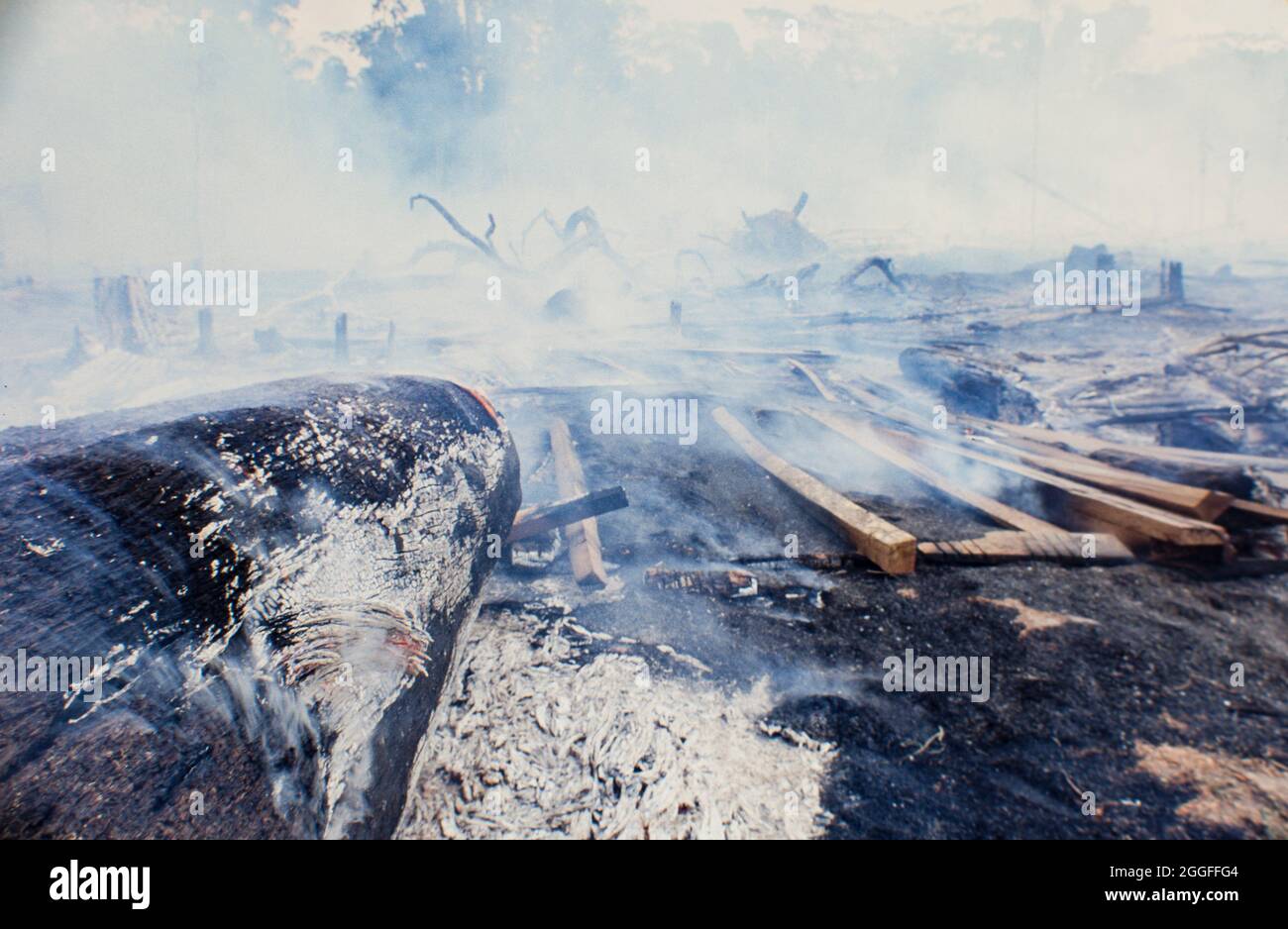 La quema de la selva amazónica, la deforestación para el ganado. Foto de stock