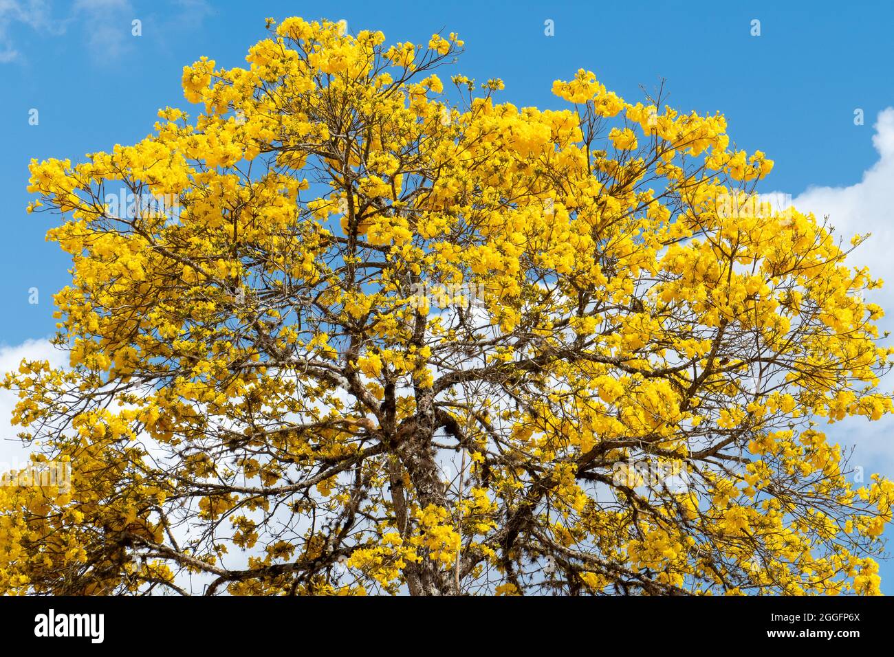 El árbol de trompeta de oro, Handroanthus albus. La flor es la flor nacional de Brasil, mientras que el árbol en sí es el árbol nacional de Brasil. Foto de stock