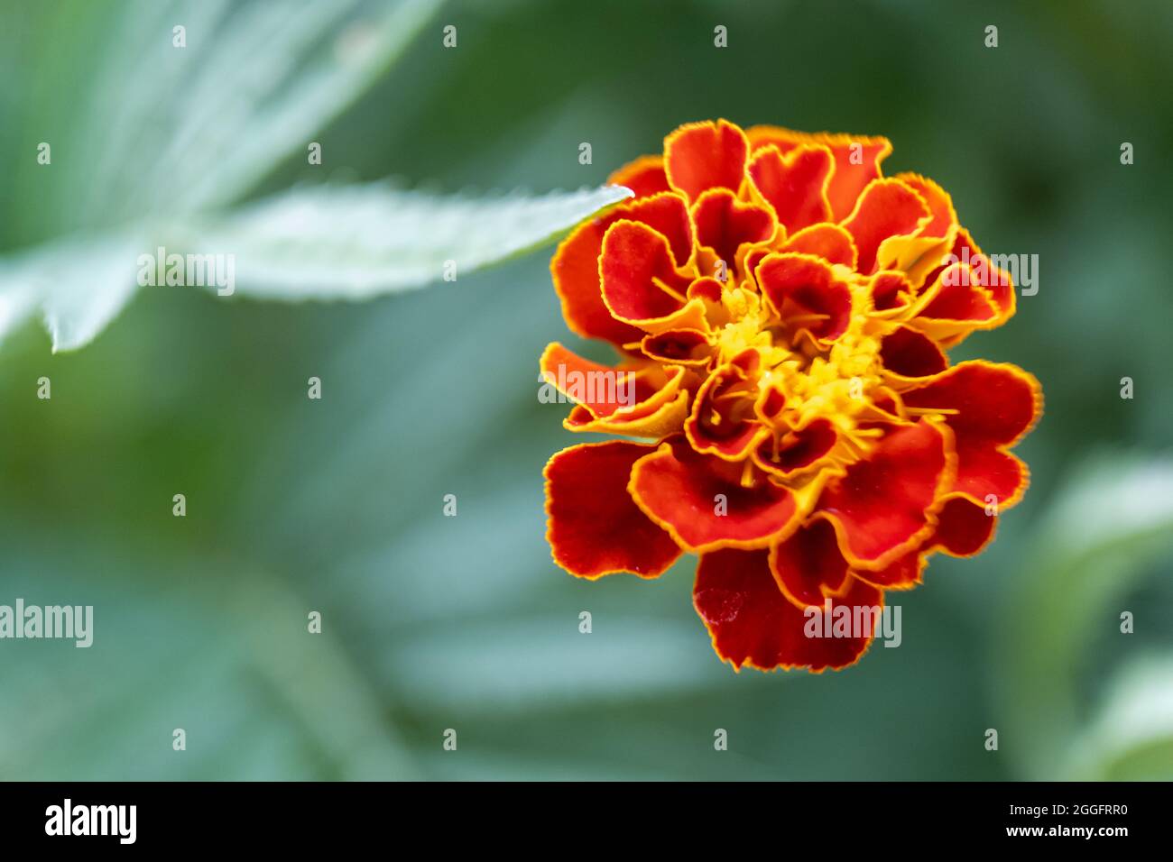 Foto de cerca de la flor de la caléndula roja y amarilla, foto macro de una  caléndula naranja Fotografía de stock - Alamy