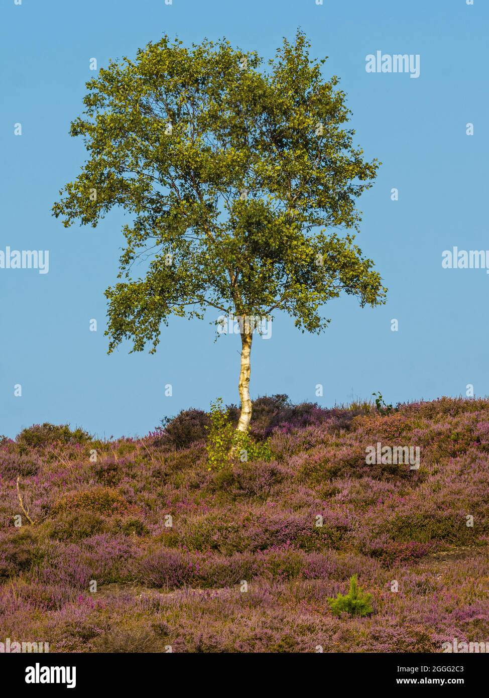 Soltero Árbol de Abedul de Plata que crece entre común Heather o Ling (Calluna vulgaris), Dunwich Heath en agosto, Suffolk, Inglaterra Foto de stock