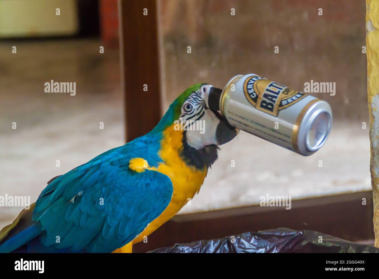 Rurrenabaque Bolivia 2 De Mayo De 15 La Guacamaya Azul Y Amarilla Ara Ararauna Recoge Latas De Cerveza Marca Baltica Del Cubo De Basura Y Bebe Los Restos Fotografia De Stock Alamy