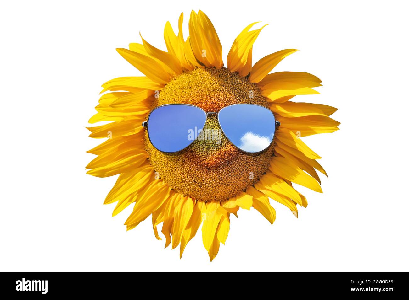 Girasol aislado con gafas de sol y cara feliz Fotografía de stock - Alamy