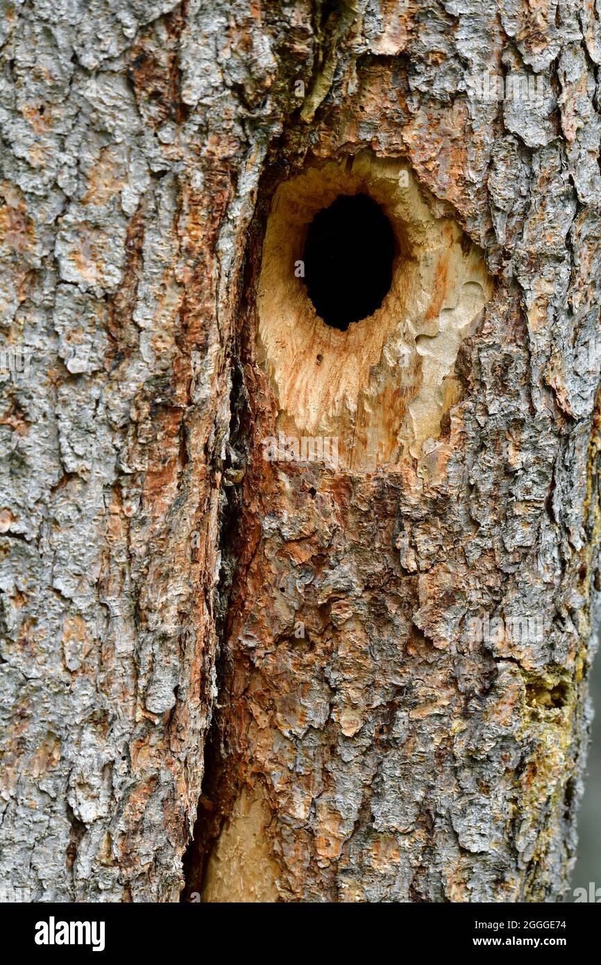 Un agujero profundo construido por un pájaro carpintero y ahora usado como nido para alguna familia de aves Foto de stock