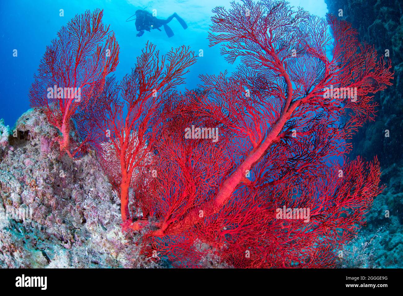 Ventilador de mar rojo Foto de stock