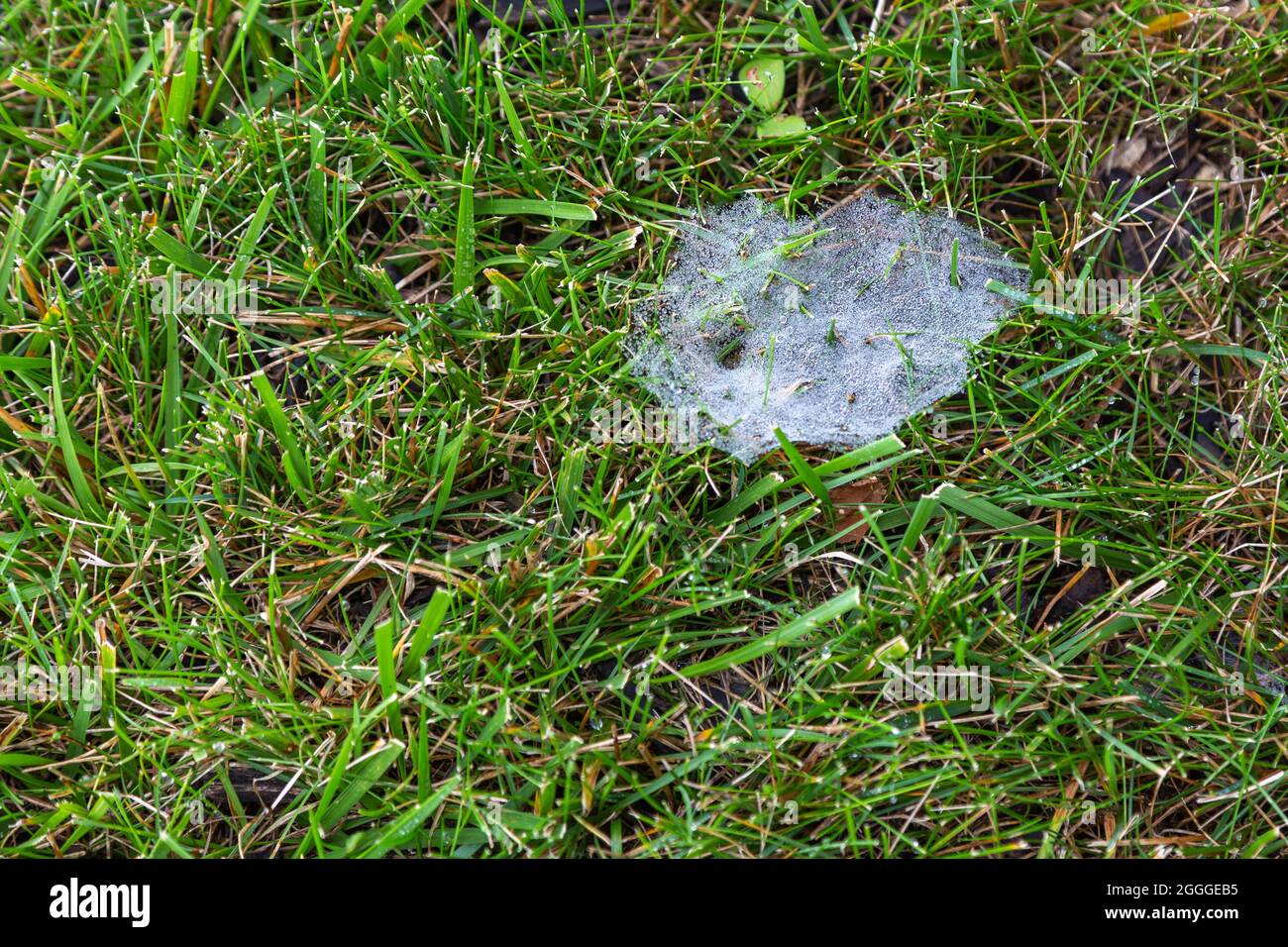 Una tela de araña de embudo en la hierba en Fort Wayne, Indiana, EE.UU. Foto de stock