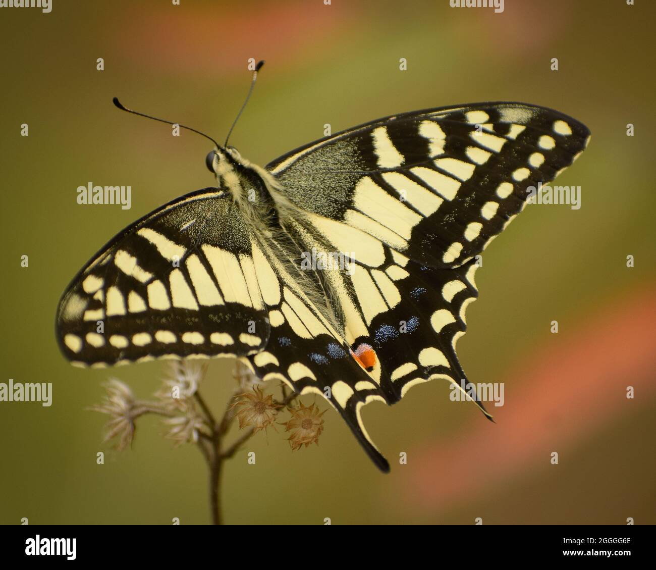 mariposa hermosa de la india. común amarillo swallowtail ( papilio machaon) Foto de stock