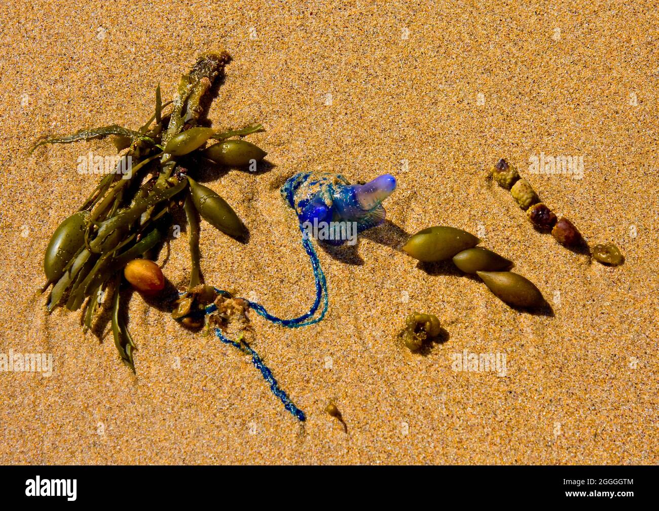 Peligroso hombre-o'-guerra del Pacífico conocido como Blue Bottle lavado en la playa de guijarros en Nueva Gales del Sur Foto de stock