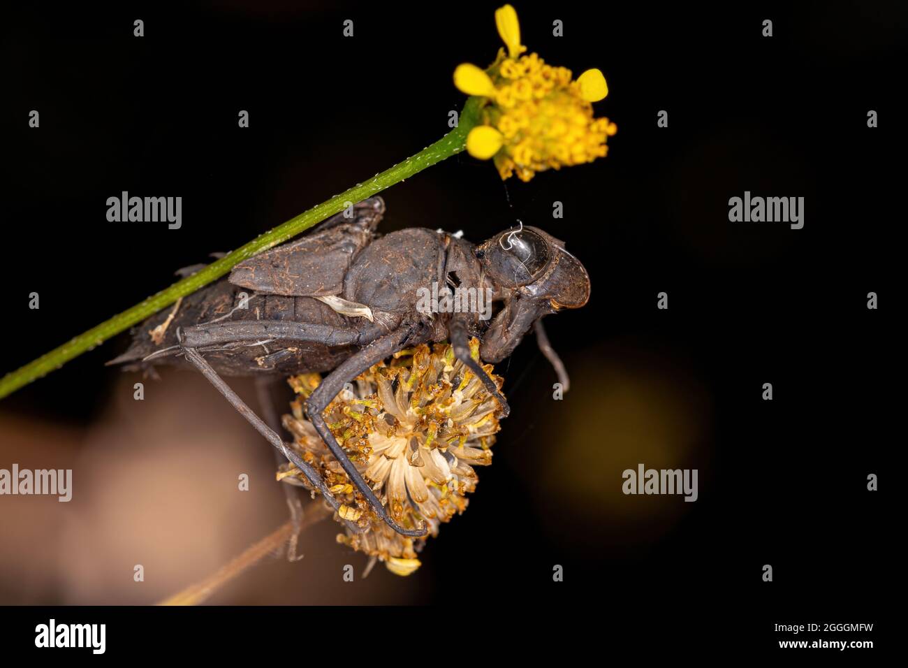 Pequeño insecto Dragonfy Molt de la Suborden Anisoptera Foto de stock