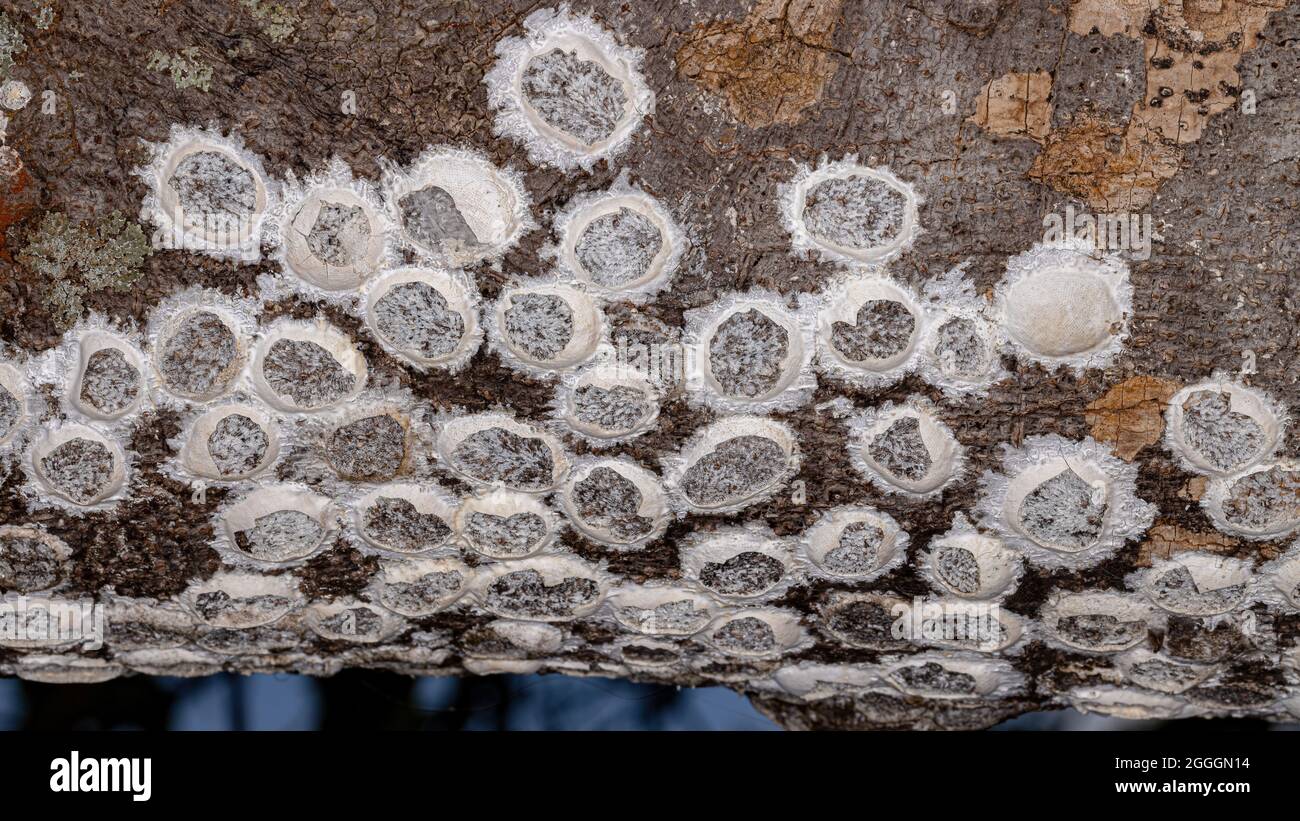 Dobsonfly Huevos de insectos acuáticos de la Subfamilia Corydalinae en un tronco de árbol sobre un río Foto de stock