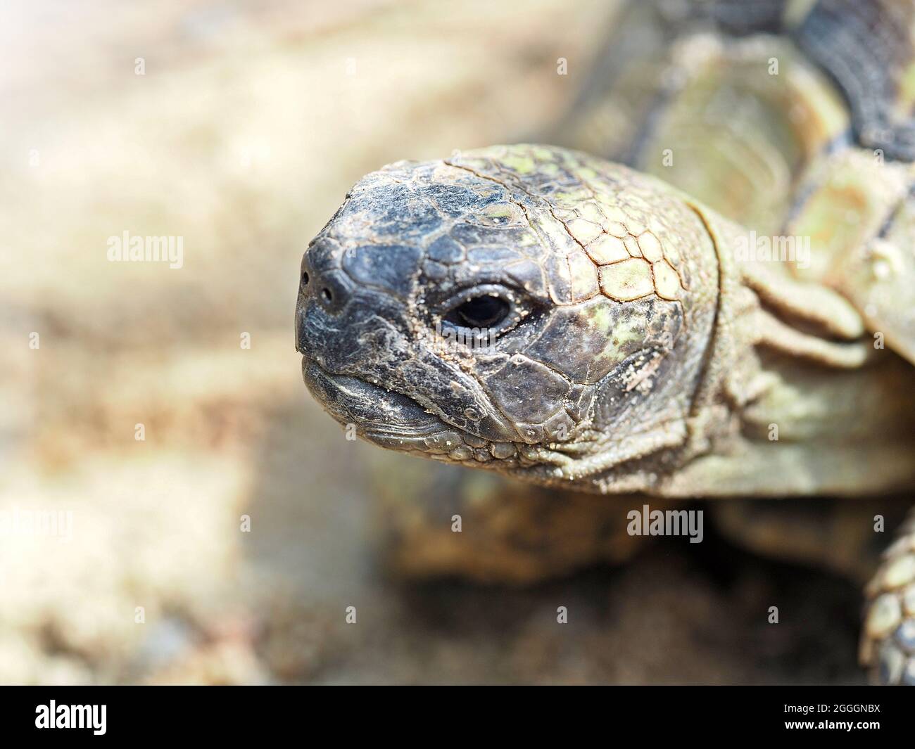 Vista lateral de la cabeza de una tortuga. Foto de stock