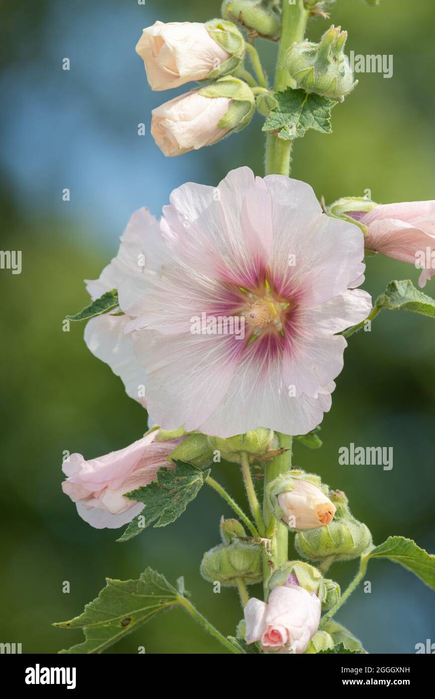 Cerca de flores blancas comunes de hallihock (alcea rosea) en flor  Fotografía de stock - Alamy