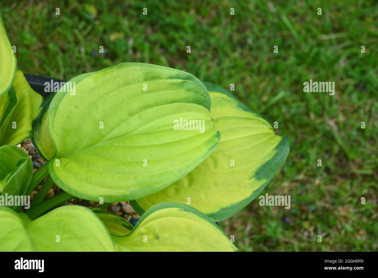 Hojas de color verde claro variadas con márgenes verdes oscuros La planta  Hosta 'Stained Glass' (Lirio de plátano) cultivada en una olla en un jardín  de cabañas inglés, Reino Unido Fotografía de