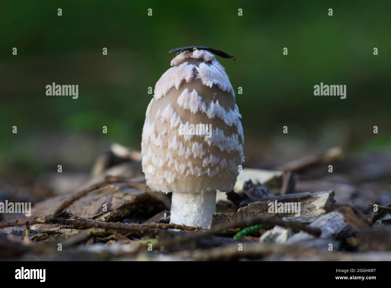 La tapa de la tapa del inkcap del magpie aparece surrealista cuando comienza a babear como algo de una pintura de dalí. Foto de stock