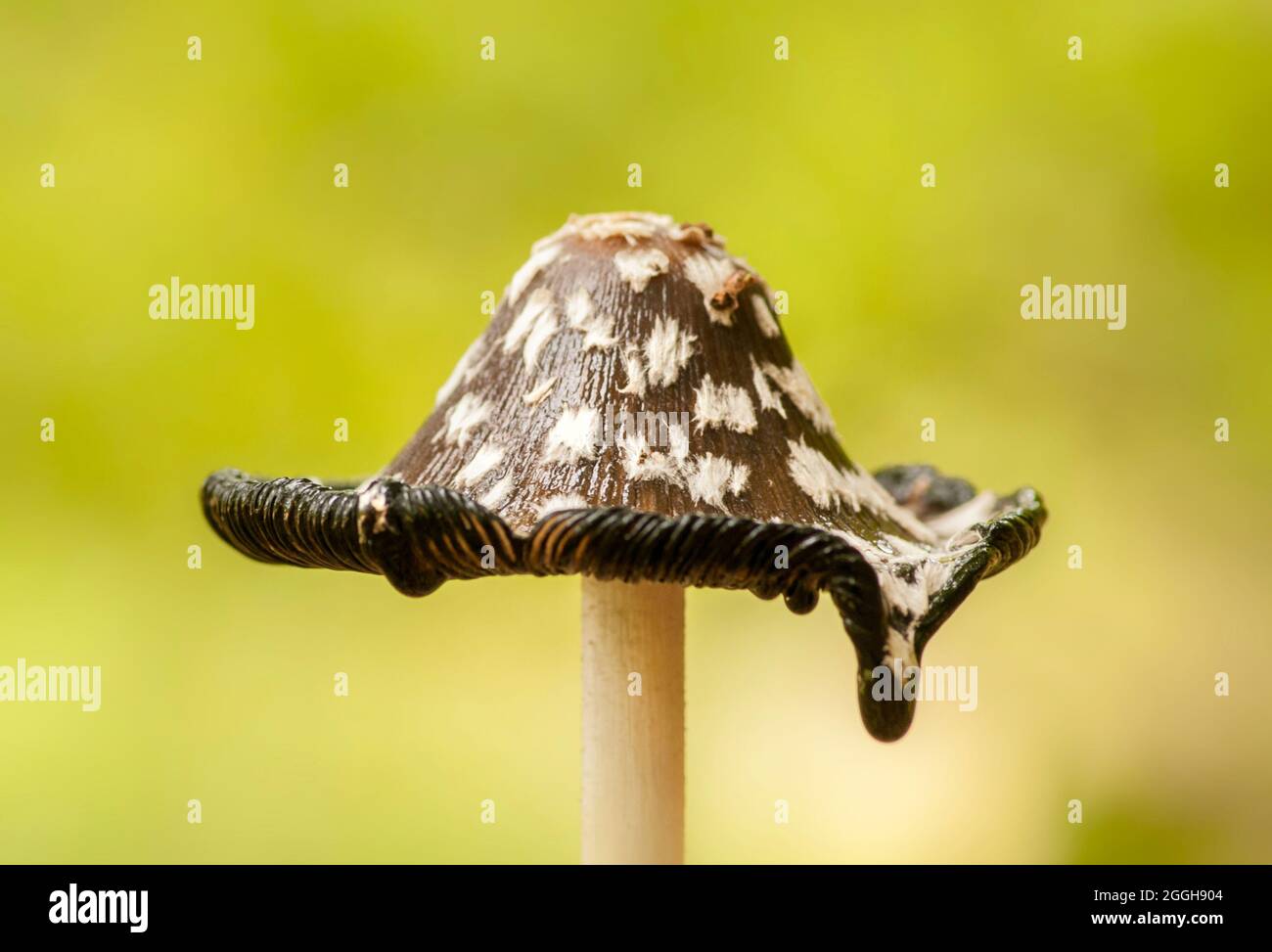 La tapa de la tapa del inkcap del magpie aparece surrealista cuando comienza a babear como algo de una pintura de dalí. Foto de stock