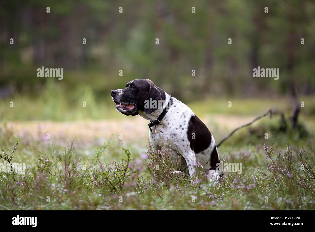 Perro puntero inglés sentado en el bosque de verano Foto de stock