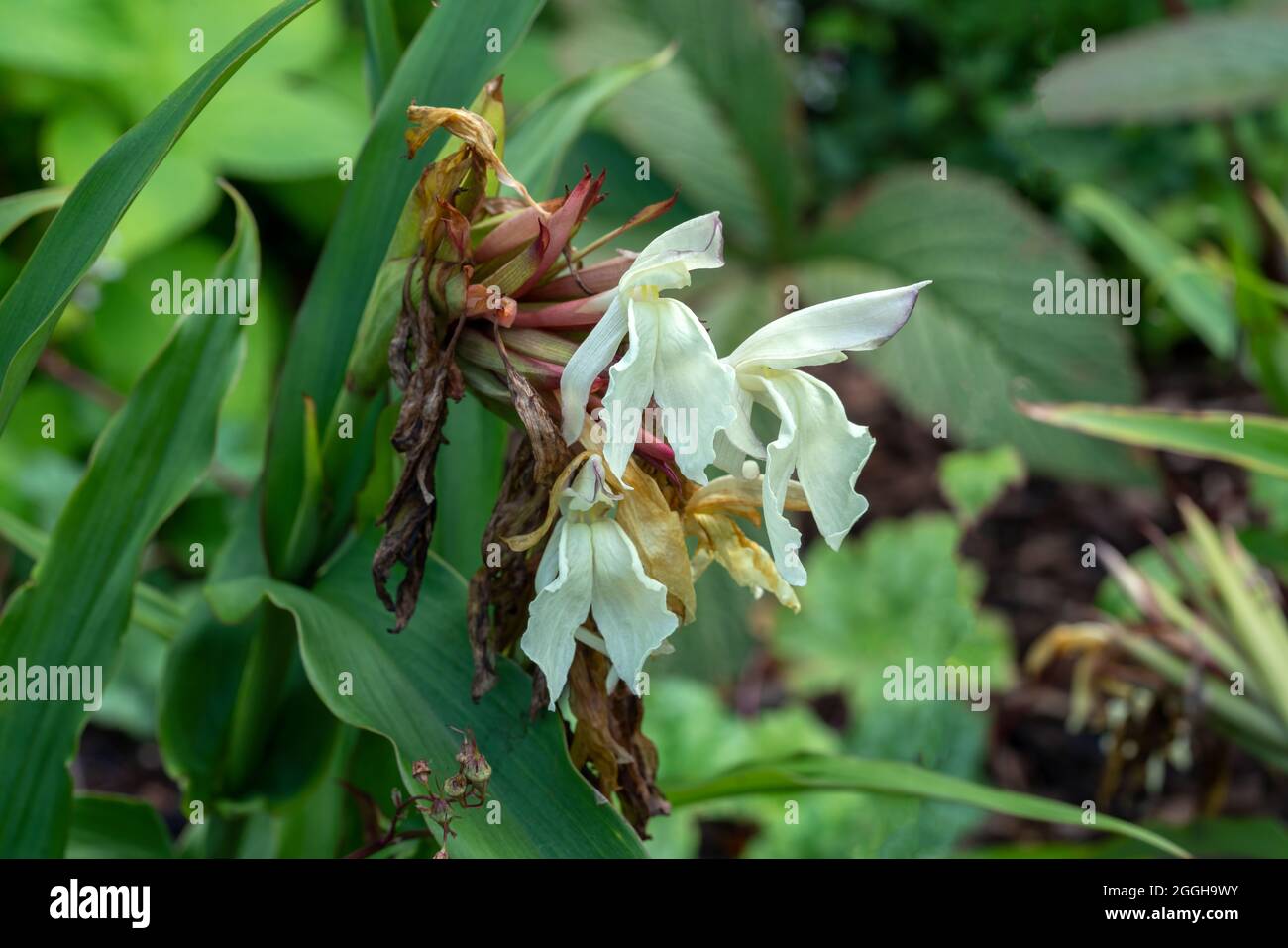 Roscoea x beesiana Una planta florida de verano con una flor de verano blanca y crema, foto imagen de stock Foto de stock