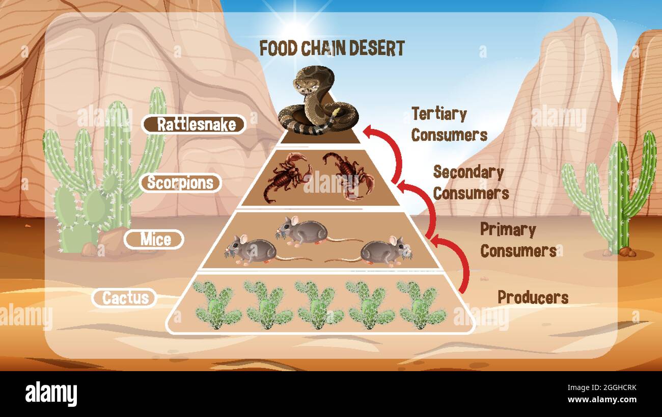 Diagrama que muestra la cadena alimentaria del desierto para ilustración de  educación Imagen Vector de stock - Alamy