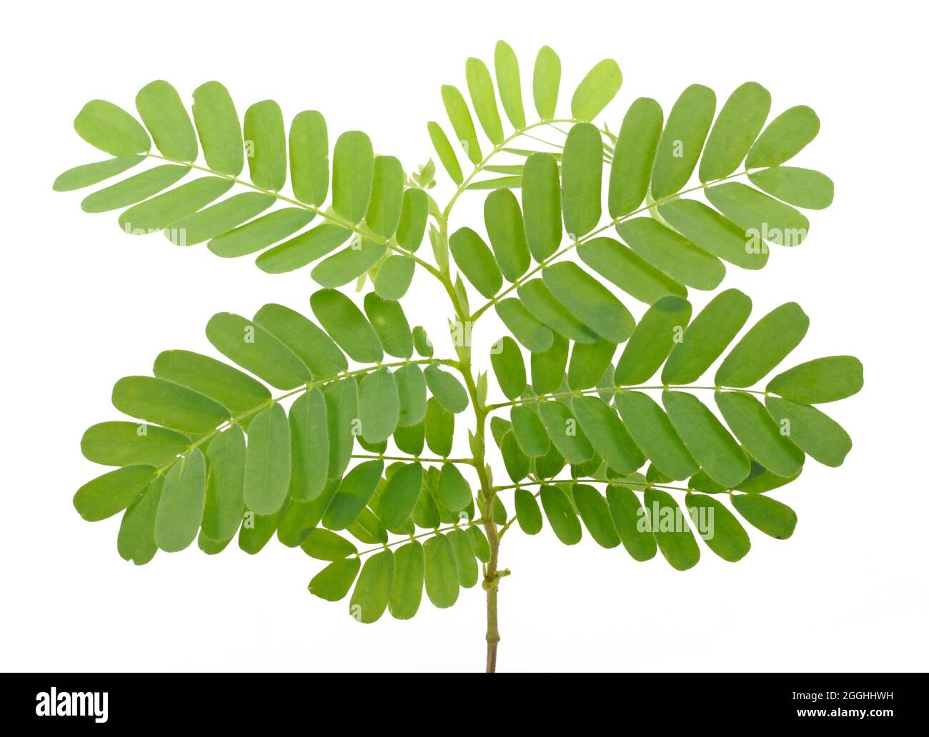 Hoja de tamarindo aislado sobre fondo blanco Fotografía de stock Alamy