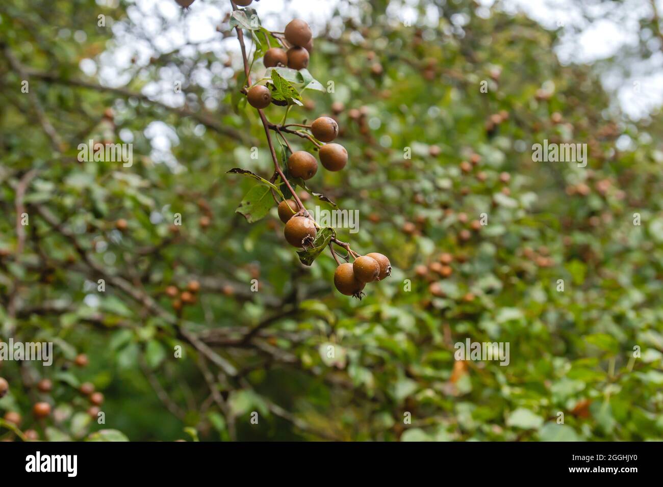 Cordatos de Pyrus conocidos como frutos silvestres de árboles de pera de Plymouth Foto de stock