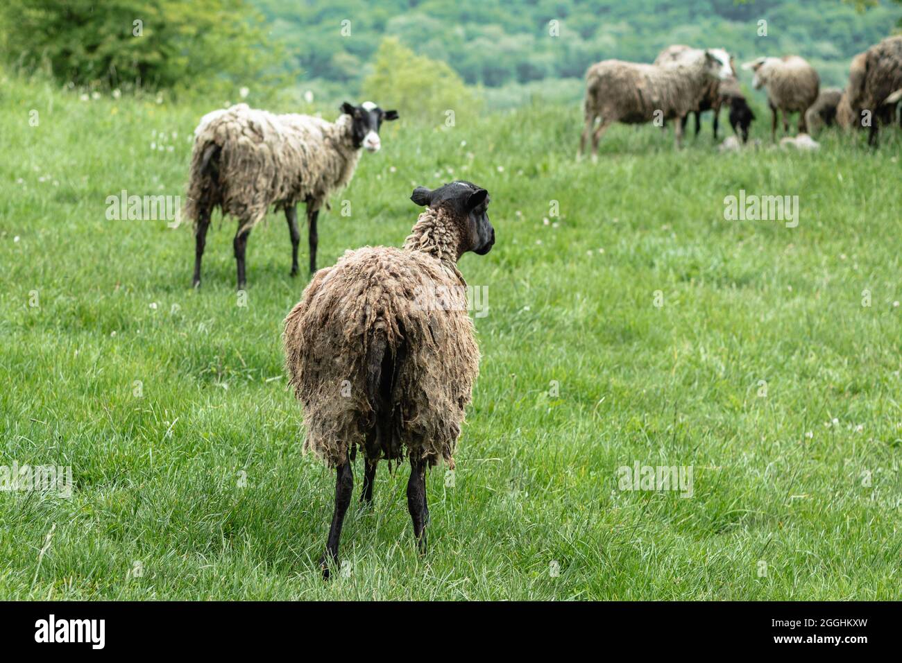 Una oveja con el pelo fangoso está de pie con su espalda a la cámara  fotográfica. La hierba verde y otras ovejas están en el fondo. Un pasto de  montaña. El concepto