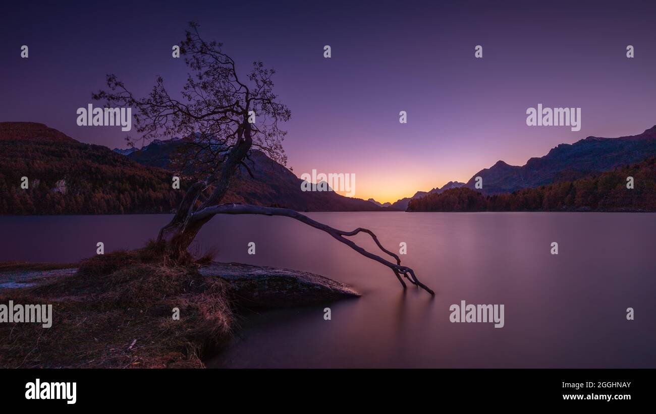 Alter knorrider Baum, mit ins Wasser ragender Wurzel oder Ast am Silsersee in der Schweiz im Engadin im Herbst Foto de stock