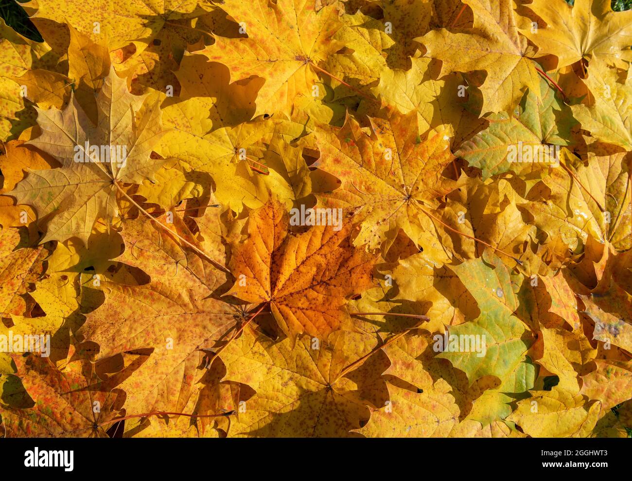 Fondo de un grupo de hojas de arce amarillo y naranja de otoño. Foto de stock