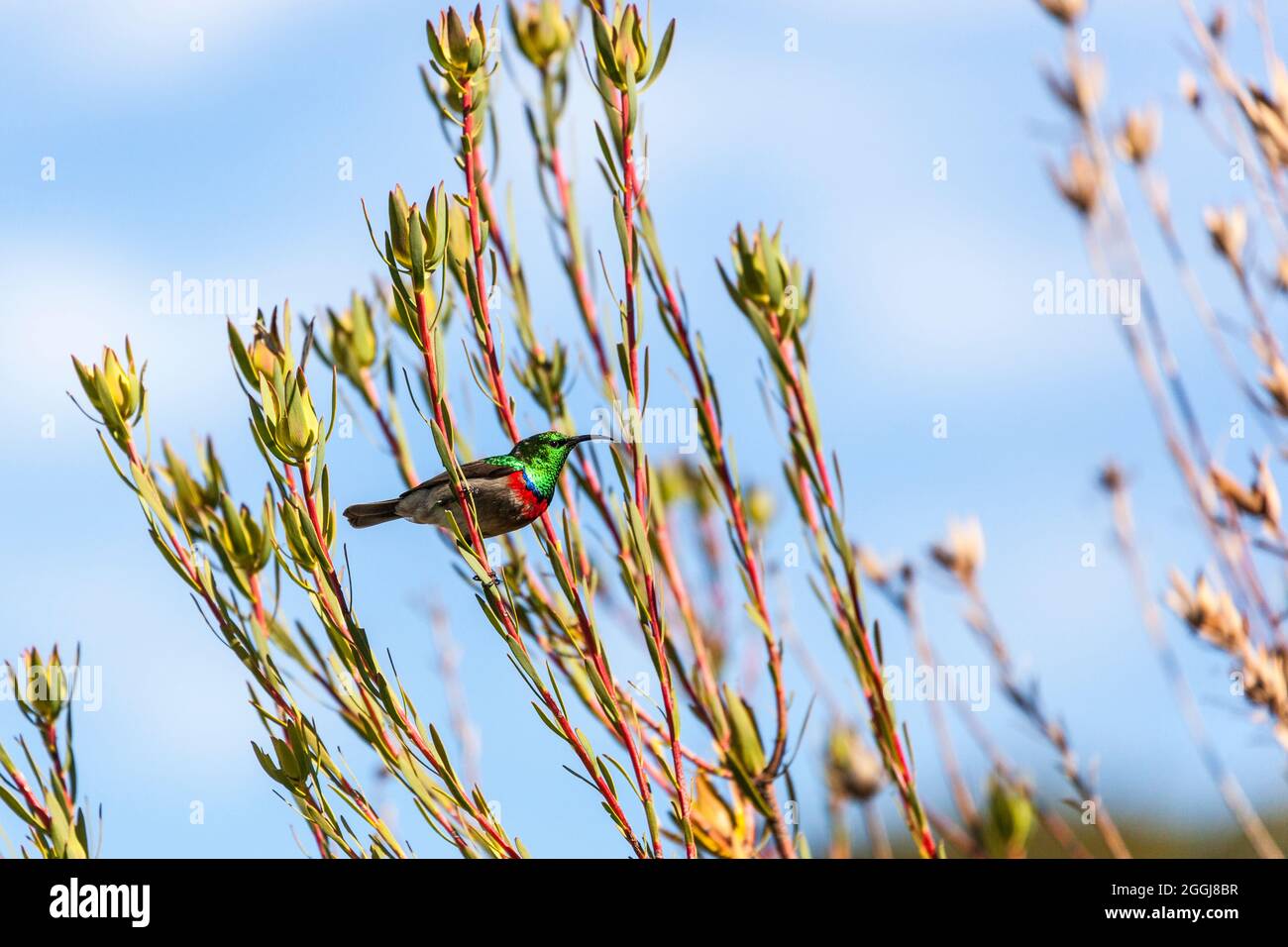 Portafolio de fotógrafos del año - Annette Lepple - Southern Lesser double colored sunbird - foto 5 de 8 sunbird Foto de stock