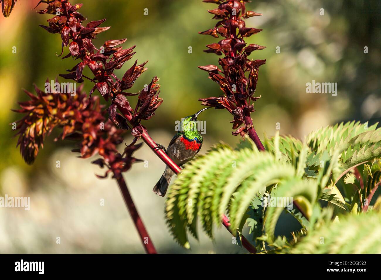 Pájaro de sol de cuello doble o menor del sur en el arbusto de miel - Cinnyris chalybeus en Melianthus Major Foto de stock