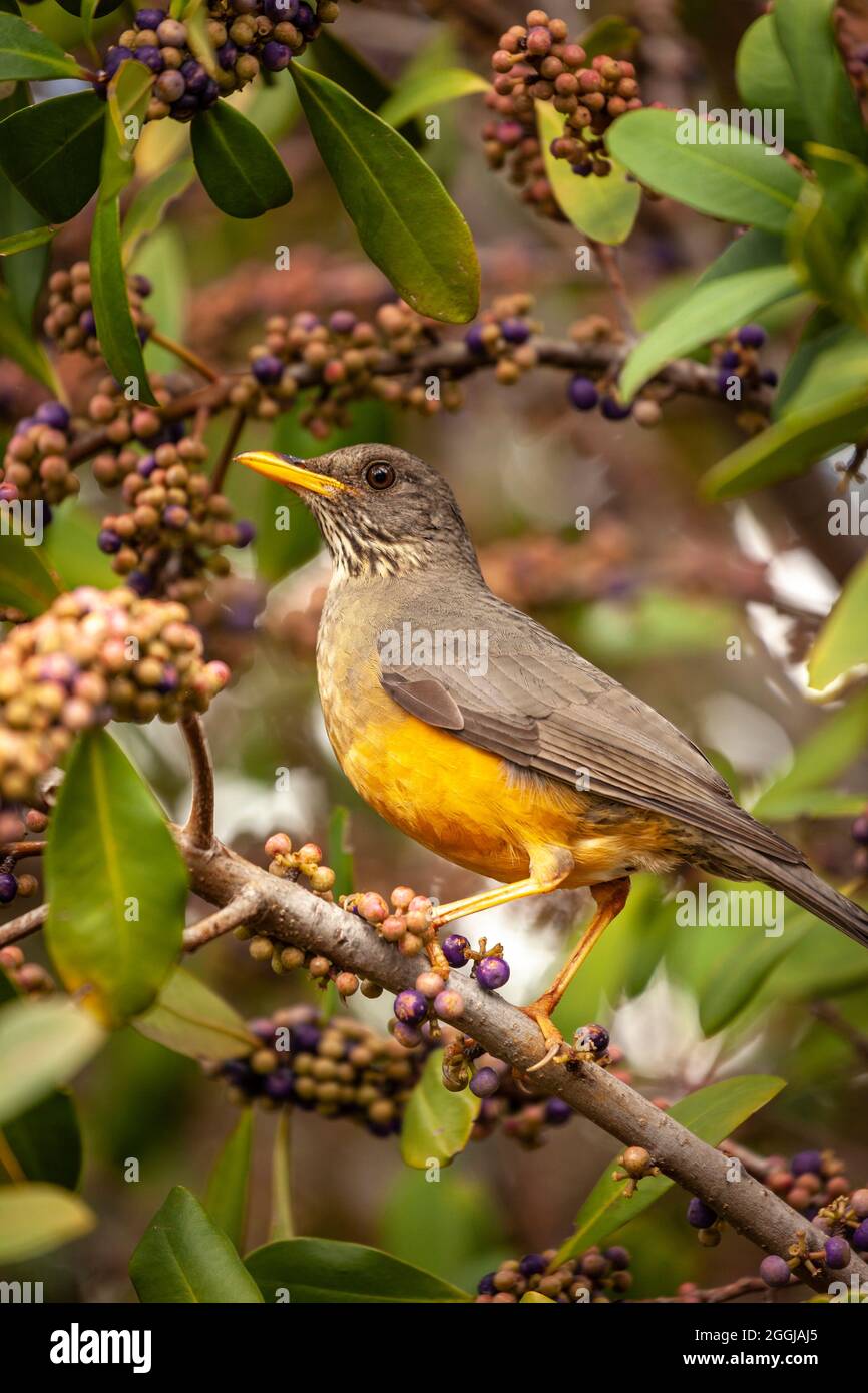 Tordo de oliva - Turdus olivaceus Foto de stock